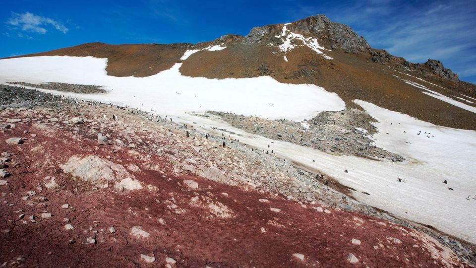 Geheimwaffe Kot: Farblich markant bedeckt das Guano der Adeliepinguine die weiße Landschaft Farblich markant bedeckt das Guano der Adeliepinguine die weiße Landschaft