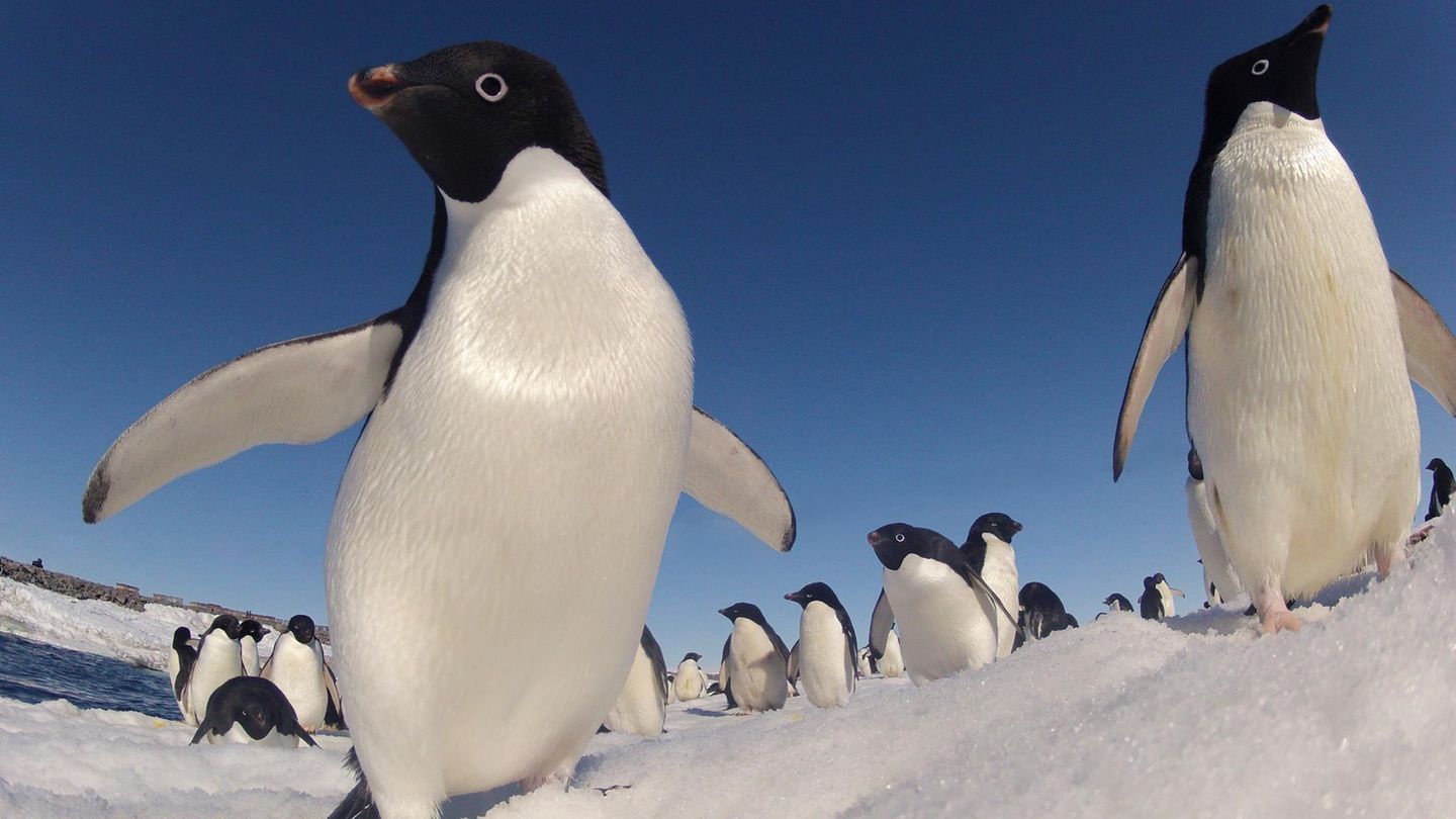 Mit vereinten Kräften und im tagtäglichen Einsatz stemmen sich die Adeliepinguine in der Antarktis gegen die Erderwärmung 