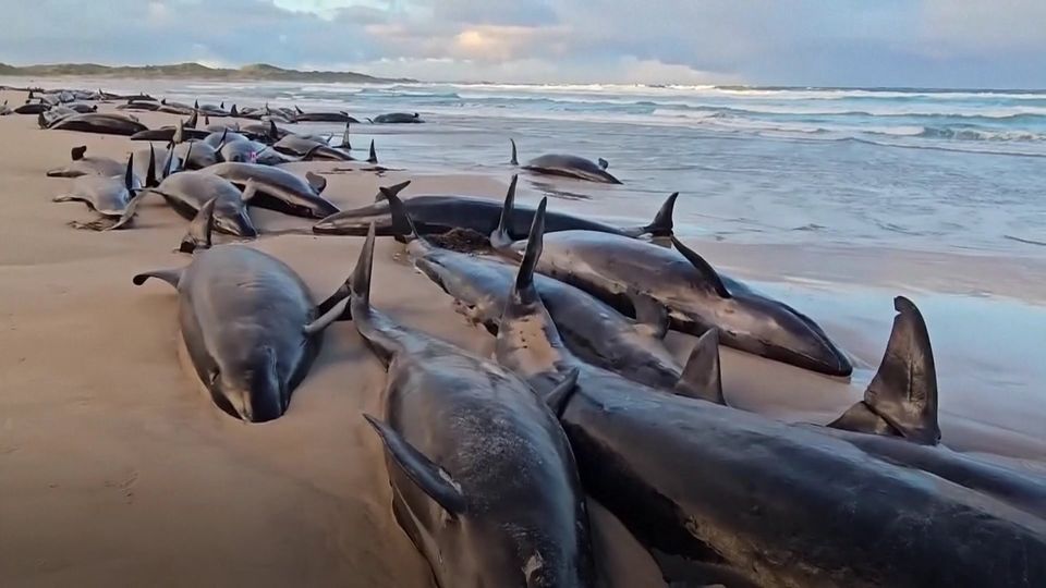 Massenstrandung: "Absolut entsetzlich": Mehr als 150 Kleine Schwertwale in Tasmanien gestrandet
