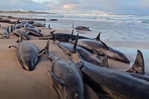 Massenstrandung: "Absolut entsetzlich": Mehr als 150 Kleine Schwertwale in Tasmanien gestrandet