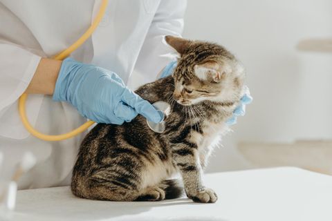 Nicht jeder Mediziner kennt sich mit jeder Tierart gleich gut aus. Wer eine Praxis sucht, sollte daher auch andere Tierhalter nach ihren Erfahrungen fragen