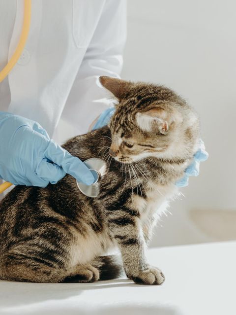 Nicht jeder Mediziner kennt sich mit jeder Tierart gleich gut aus. Wer eine Praxis sucht, sollte daher auch andere Tierhalter nach ihren Erfahrungen fragen