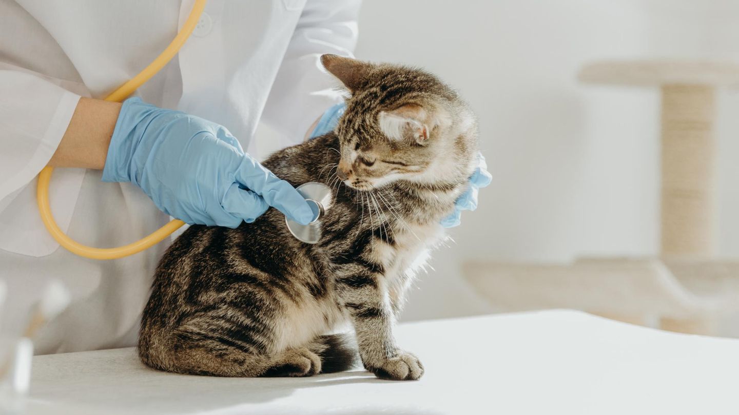 Nicht jeder Mediziner kennt sich mit jeder Tierart gleich gut aus. Wer eine Praxis sucht, sollte daher auch andere Tierhalter nach ihren Erfahrungen fragen