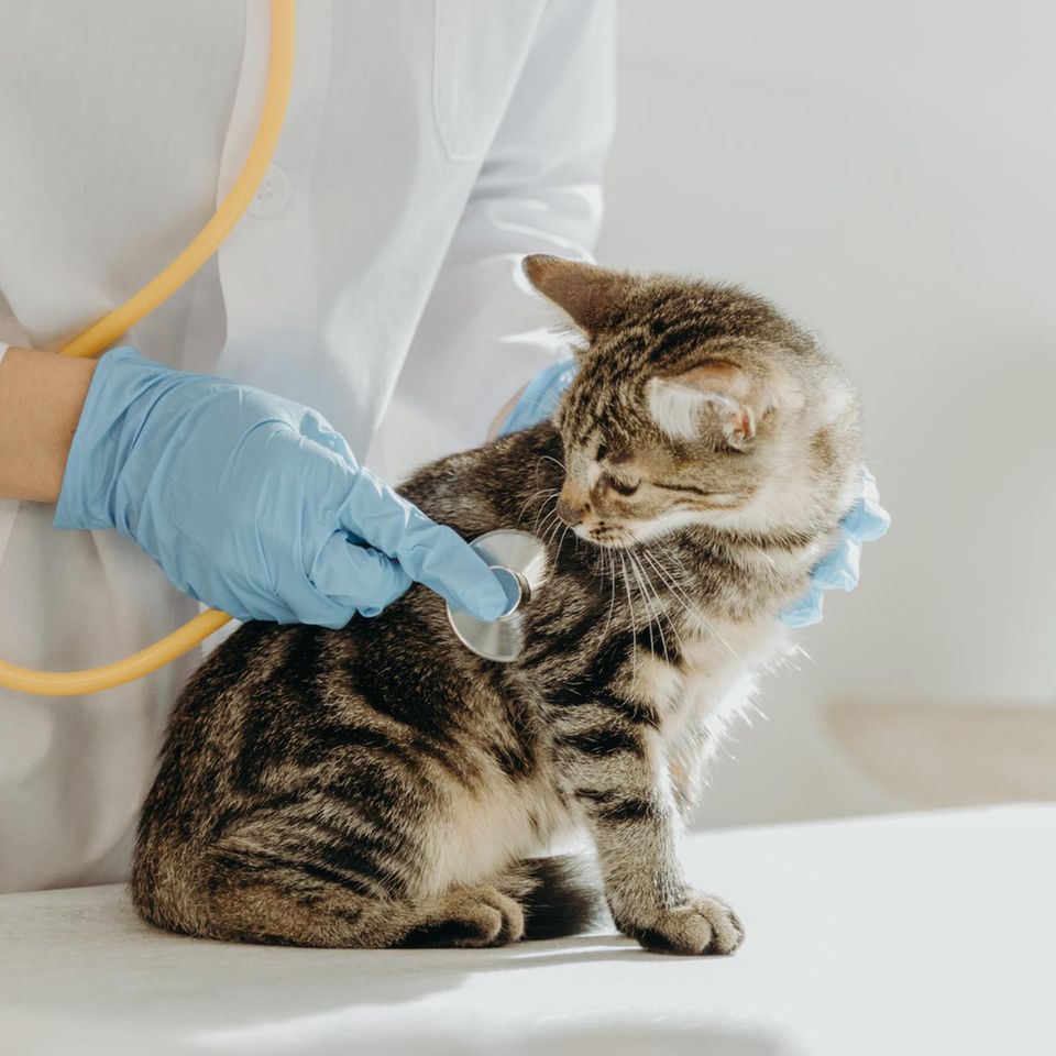Nicht jeder Mediziner kennt sich mit jeder Tierart gleich gut aus. Wer eine Praxis sucht, sollte daher auch andere Tierhalter nach ihren Erfahrungen fragen