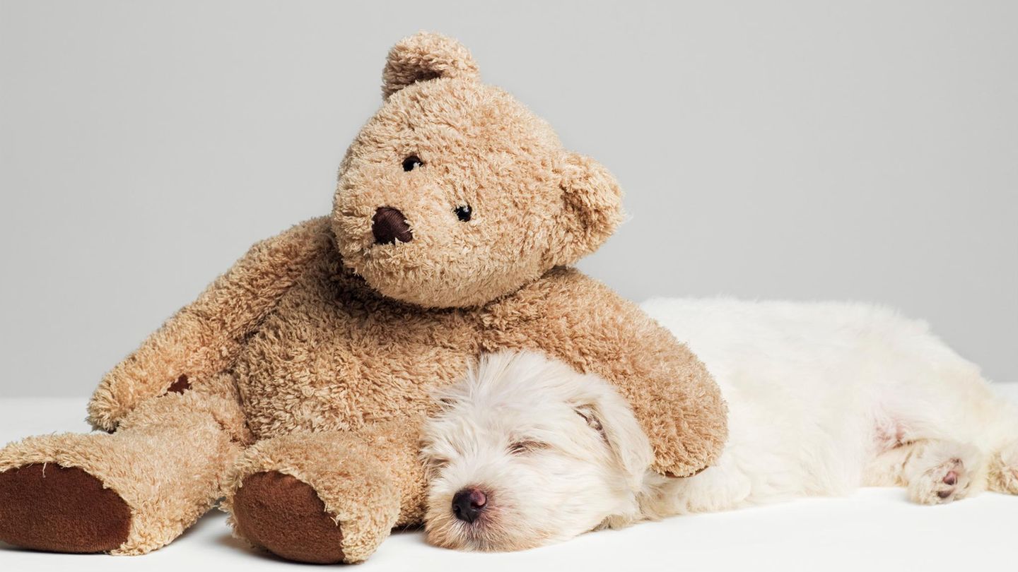 Teddy statt Hundehütte: Immer häufiger rutschen Haushunde in die Rolle des Kindes