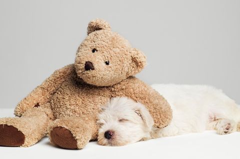 Teddy statt Hundehütte: Immer häufiger rutschen Haushunde in die Rolle des Kindes
