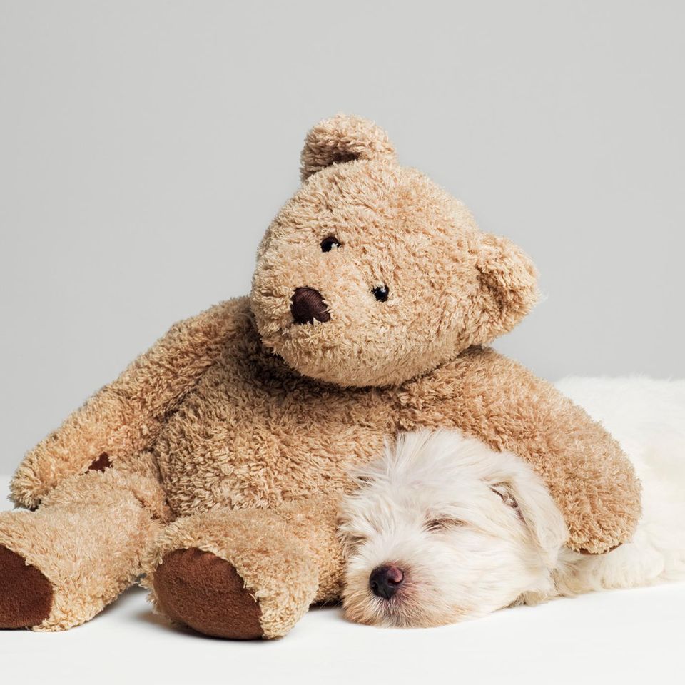 Teddy statt Hundehütte: Immer häufiger rutschen Haushunde in die Rolle des Kindes