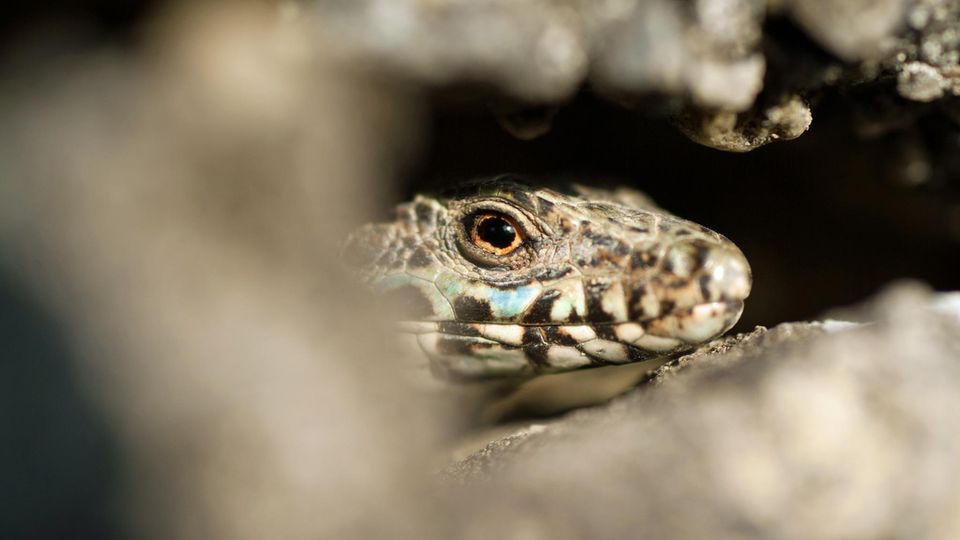 Gefährlicher Lebensraum: Gut versteckt: Vor allem im Sommer schlafen Zauneidechsen gern im Schotter des Gleisbetts Gut versteckt: Vor allem im Sommer schlafen Zauneidechsen gern im Schotter des Gleisbetts