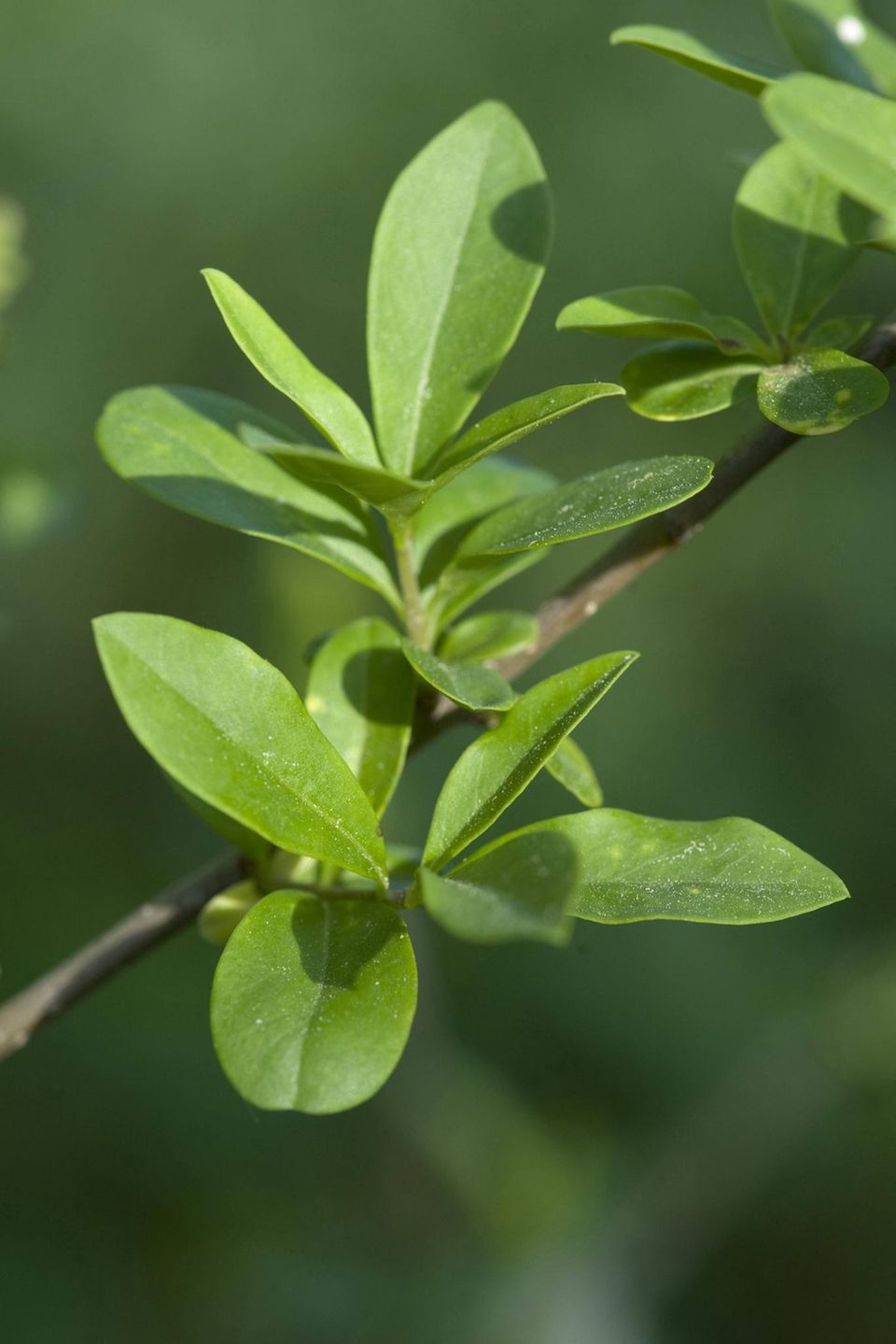 Pflanztipps: Ligustrum vulgare: Die Sorte "Atrovirens" ist unter anderem erhältlich bei der Baumschule Horstmann oder Gärtner Pötschke Ligustrum vulgare: Die Sorte "Atrovirens" ist unter anderem erhältlich bei der Baumschule Horstmann oder Gärtner Pötschke