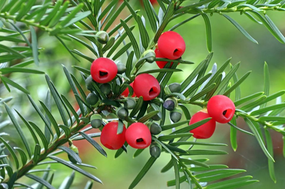 Pflanztipps: Europäische Eibe: Erhältlich bei der Baumschule Horstmann oder Baldur Garten Europäische Eibe: Erhältlich bei der Baumschule Horstmann oder Baldur Garten