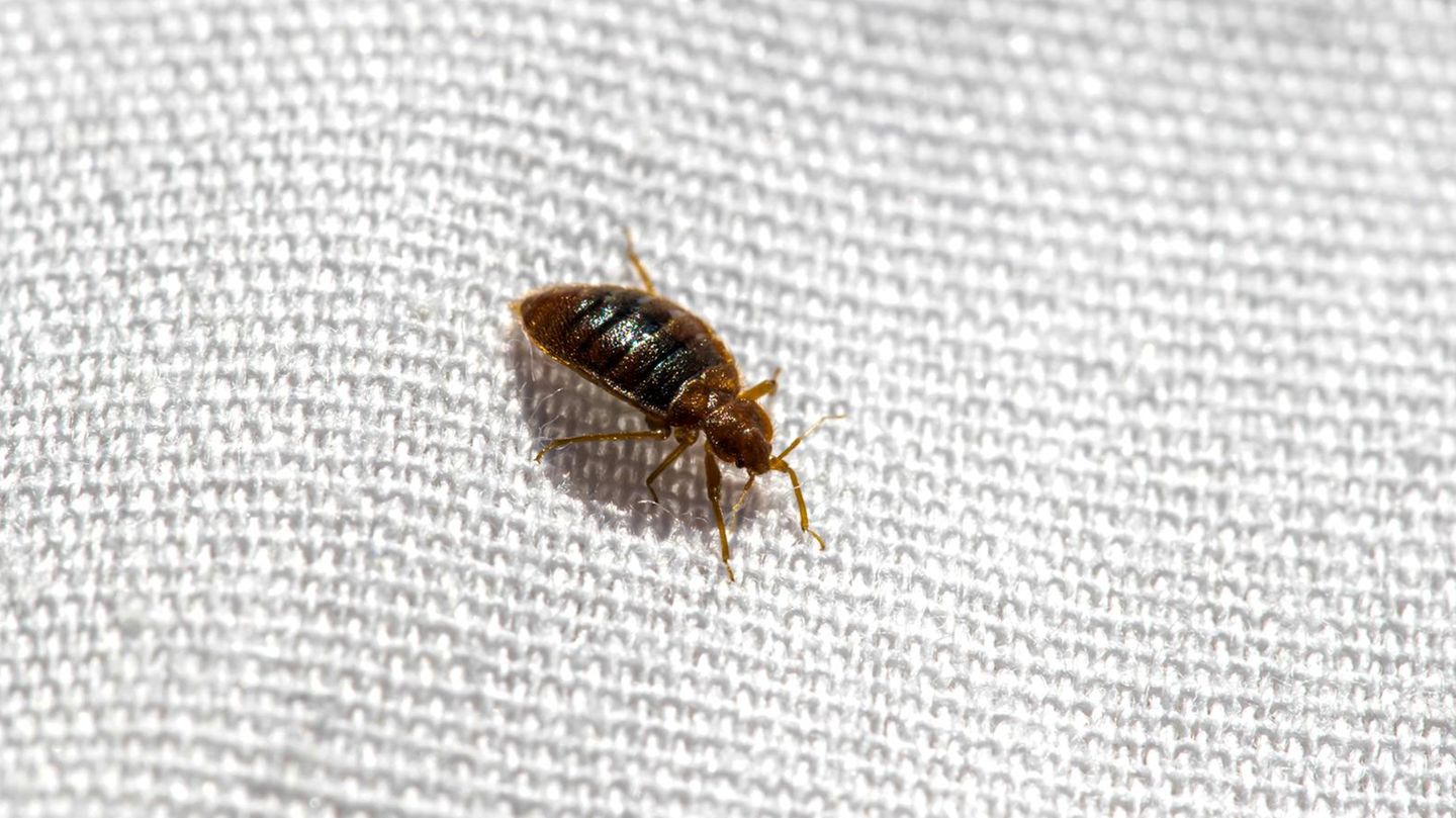 Ein ungeliebter Mitbewohner, der sich in Bettzeug, Matratzen und unter Tapeten versteckt: Cimex lectularius, besser bekannt als Bettwanze