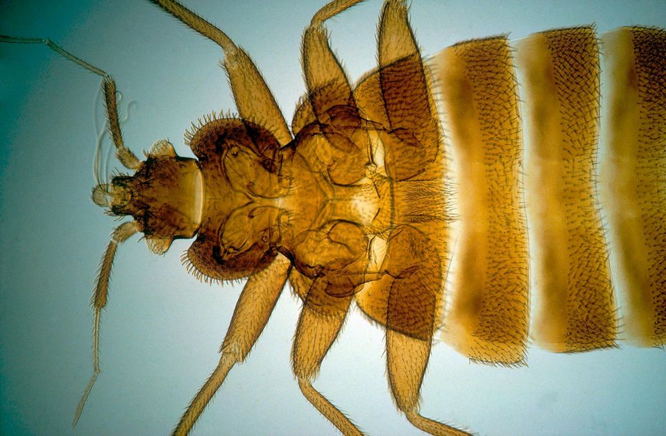 Parasiten: Nachts, wenn wir schlafen, macht sich die Bettwanze auf die Suche nach seinem nächsten Opfer Nachts, wenn wir schlafen, macht sich die Bettwanze auf die Suche nach seinem nächsten Opfer