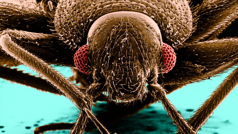 Parasiten: Auch unter näherer Beobachtung durch ein Rasterelektronenmikroskop erweist sich die Bettwanze nicht als Schönheit. Aber gefährlich ist sie nicht, sie überträgt keine Krankheiten Auch unter näherer Beobachtung durch ein Rasterelektronenmikroskop erweist sich die Bettwanze nicht als Schönheit. Aber gefährlich ist sie nicht, sie überträgt keine Krankheiten