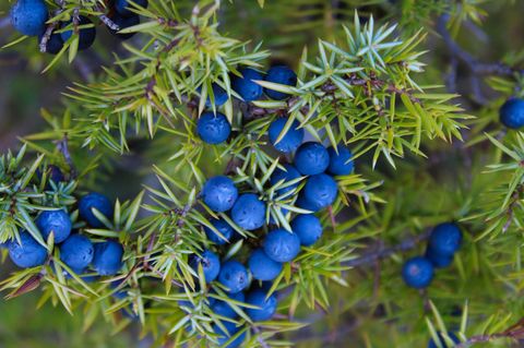 Immergrüne Pflanzen müssen nicht exotisch sein: Viele heimische Arten behalten im Winter ihre Blätter