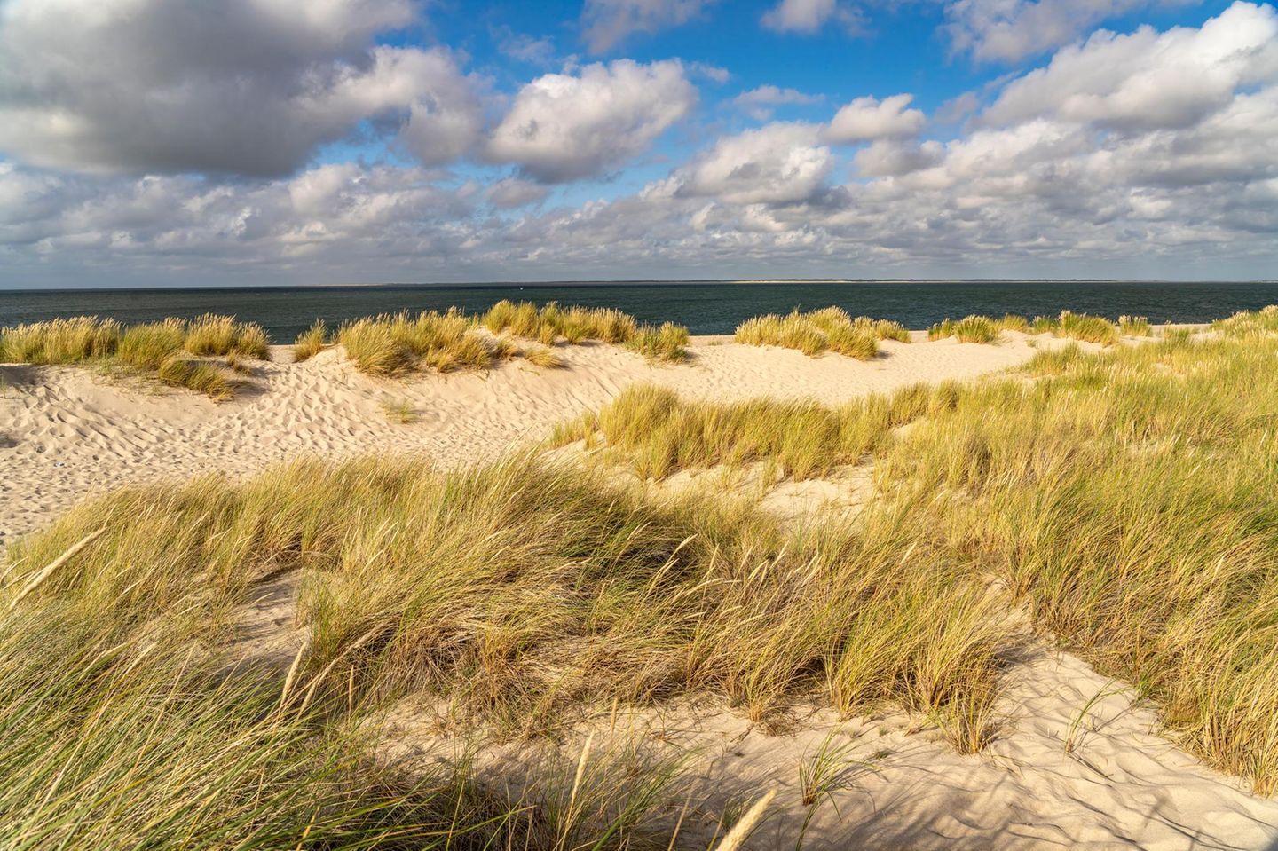 Dünenlandschaft an der Küste des Ellenbogen bei Insel Sylt, Kreis Nordfriesland, Schleswig-Holstein, Deutschland, Europa