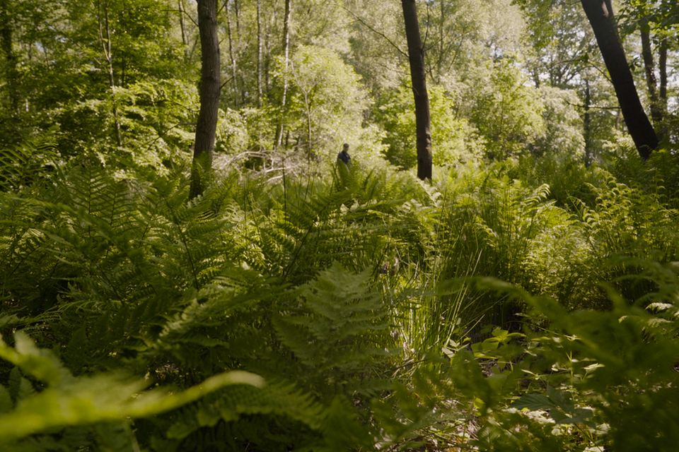 Wildnis erleben: Sieben Schätze, die in unseren Wäldern zu finden sind 1.7778