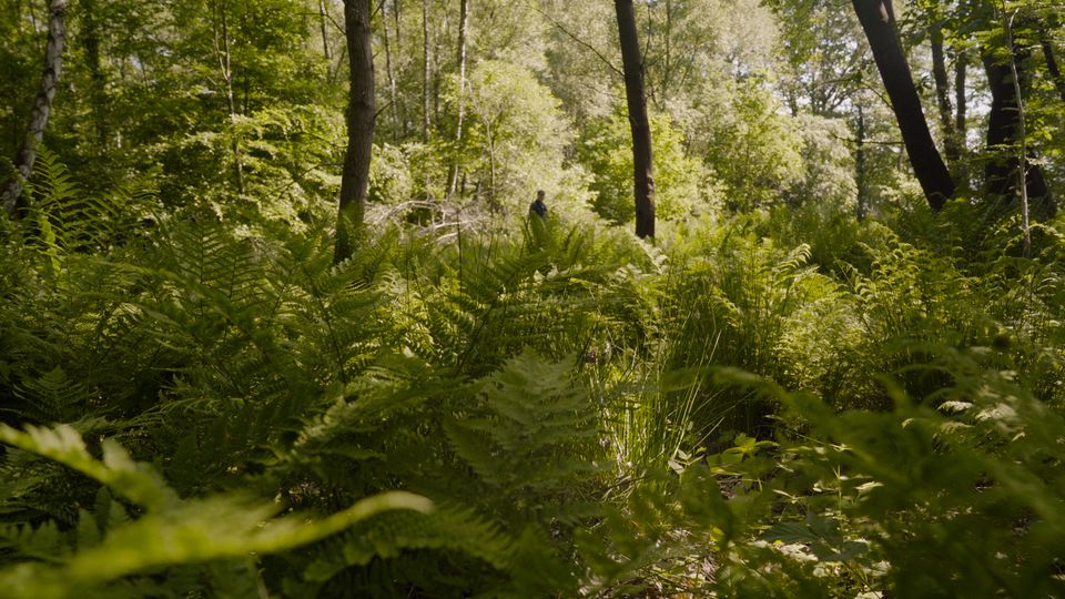 Wildnis erleben: Sieben Schätze, die in unseren Wäldern zu finden sind