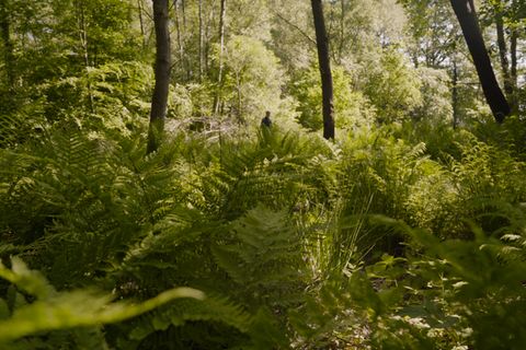 Wildnis erleben: Sieben Schätze, die in unseren Wäldern zu finden sind