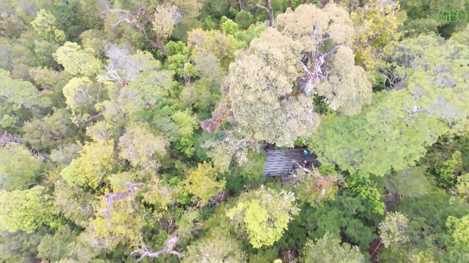 5000 Jahre alt: Dieser ehrenwerte Baum ist bedroht – dabei ist er älter als die Pyramiden