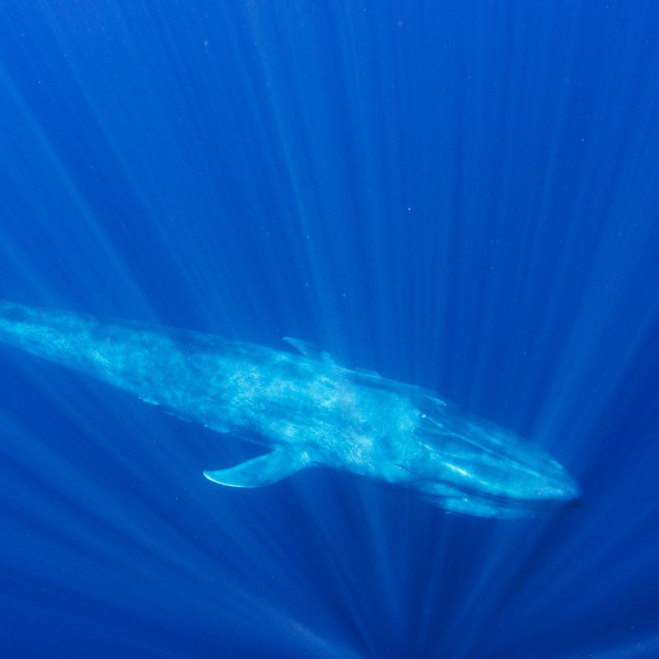 Blauwal unter Wasser