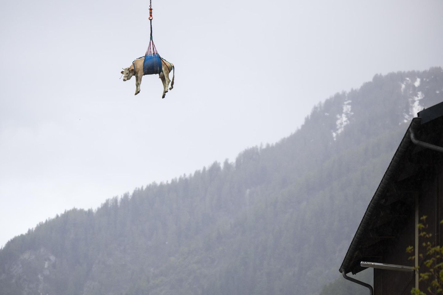 Rettung aus der Luft Hubschrauber fliegt Kuh an Seil aus Gefahrenzone