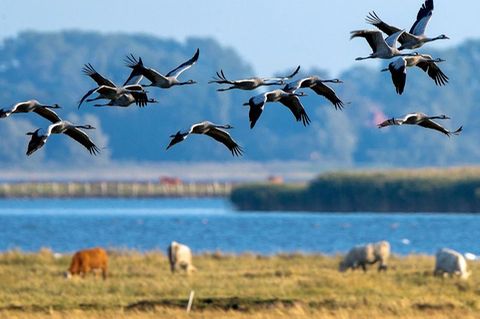 Kraniche auf der Halbinsel Fischland-Darß: Wer das Naturschauspiel erleben möchte, muss im Herbst kommen, wenn die Vögel dort Ra