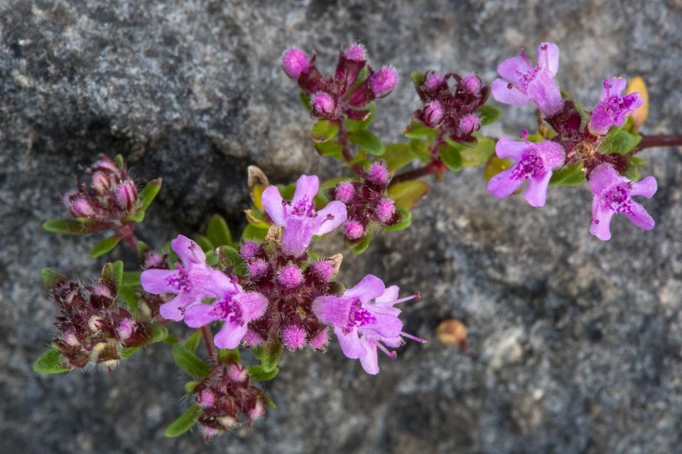 Wilder Thymian auf einem Stein