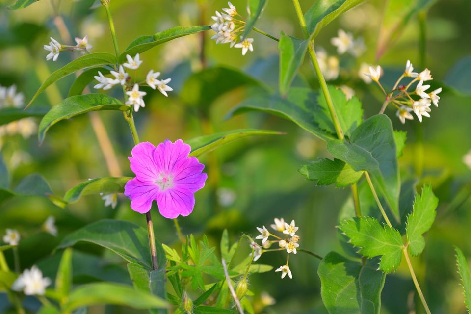 Blutstorchschnabel Blüte