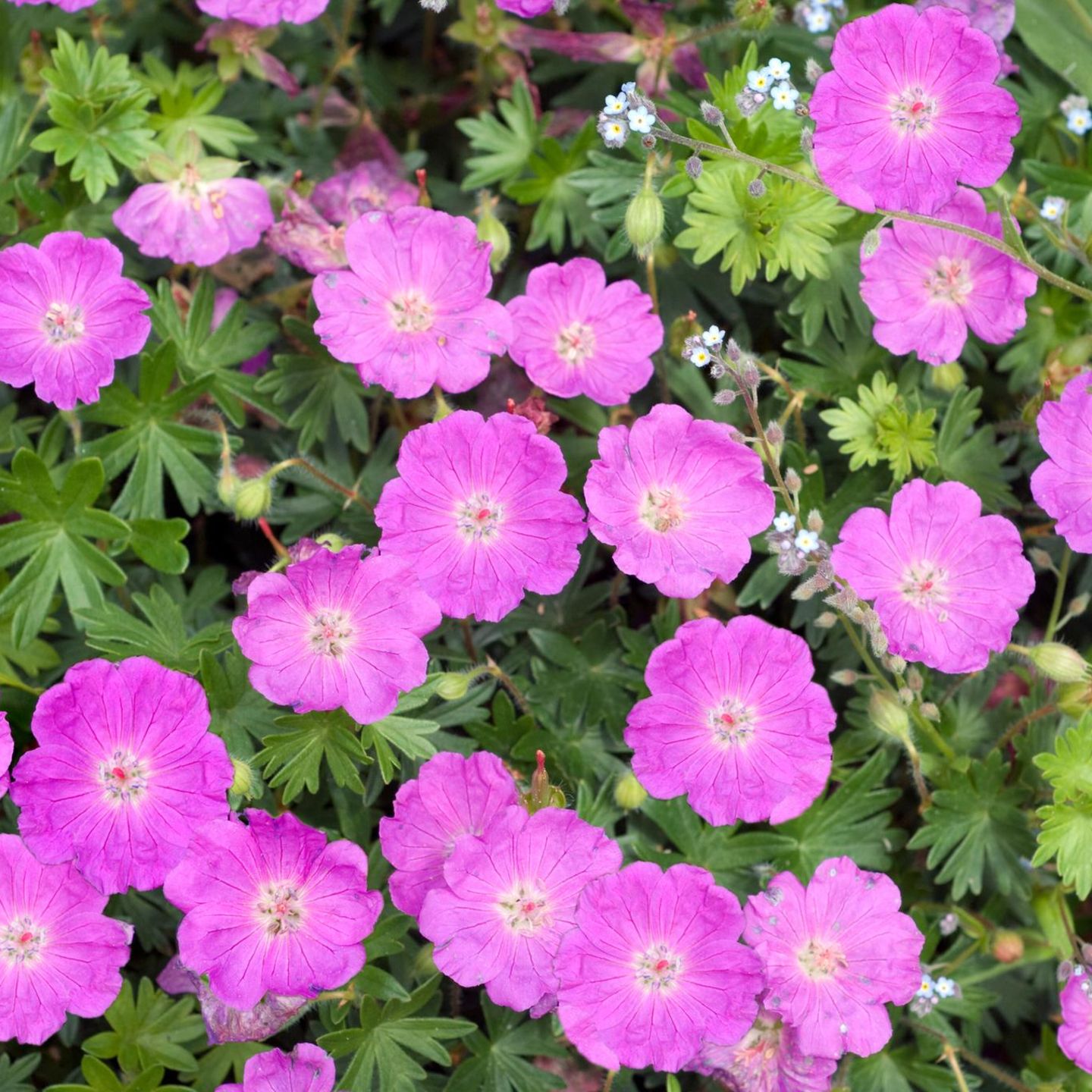 rosmarin blumenkasten 6er Box Rosmarin Pflanzen