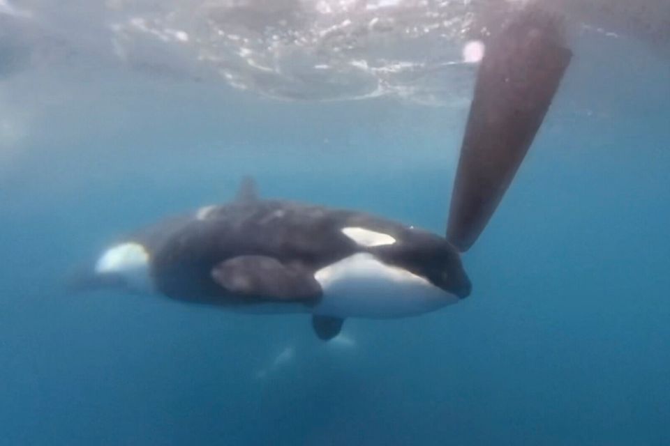 Orca am Ruder eines Segelboots 1.7109