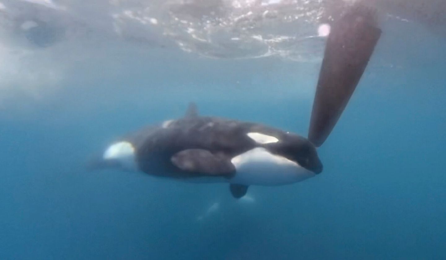 Orca am Ruder eines Segelboots