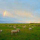 Texelschafe, bei Den Burg, Insel Texel, Nordholland, Niederlande