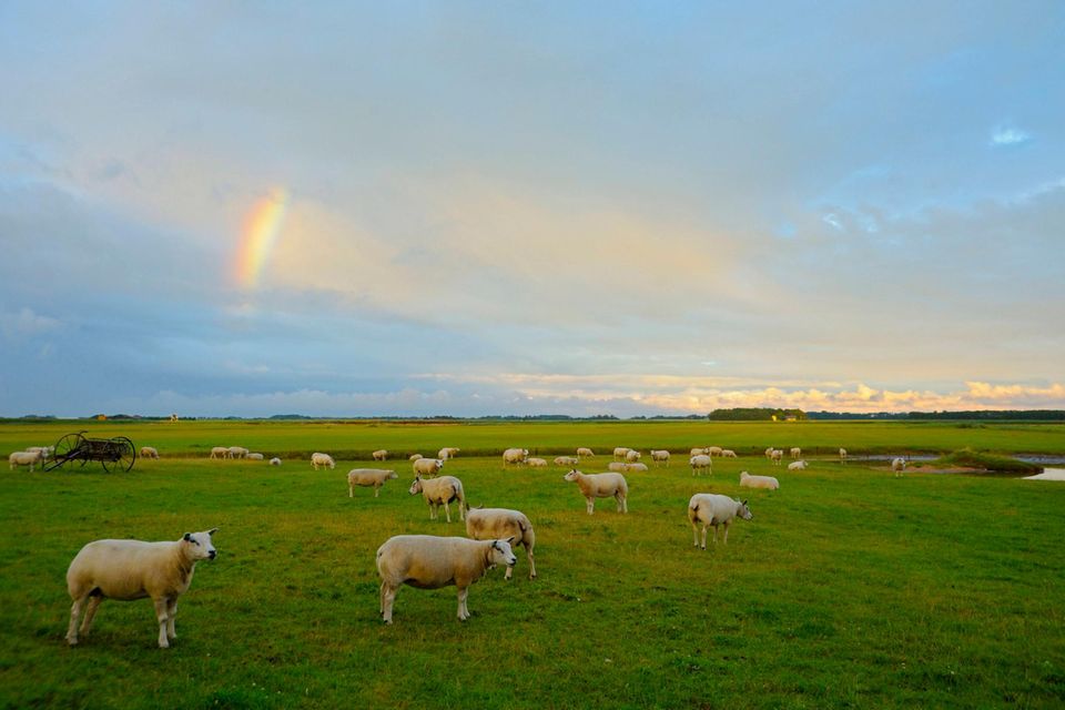 Texelschafe, bei Den Burg, Insel Texel, Nordholland, Niederlande 1.517