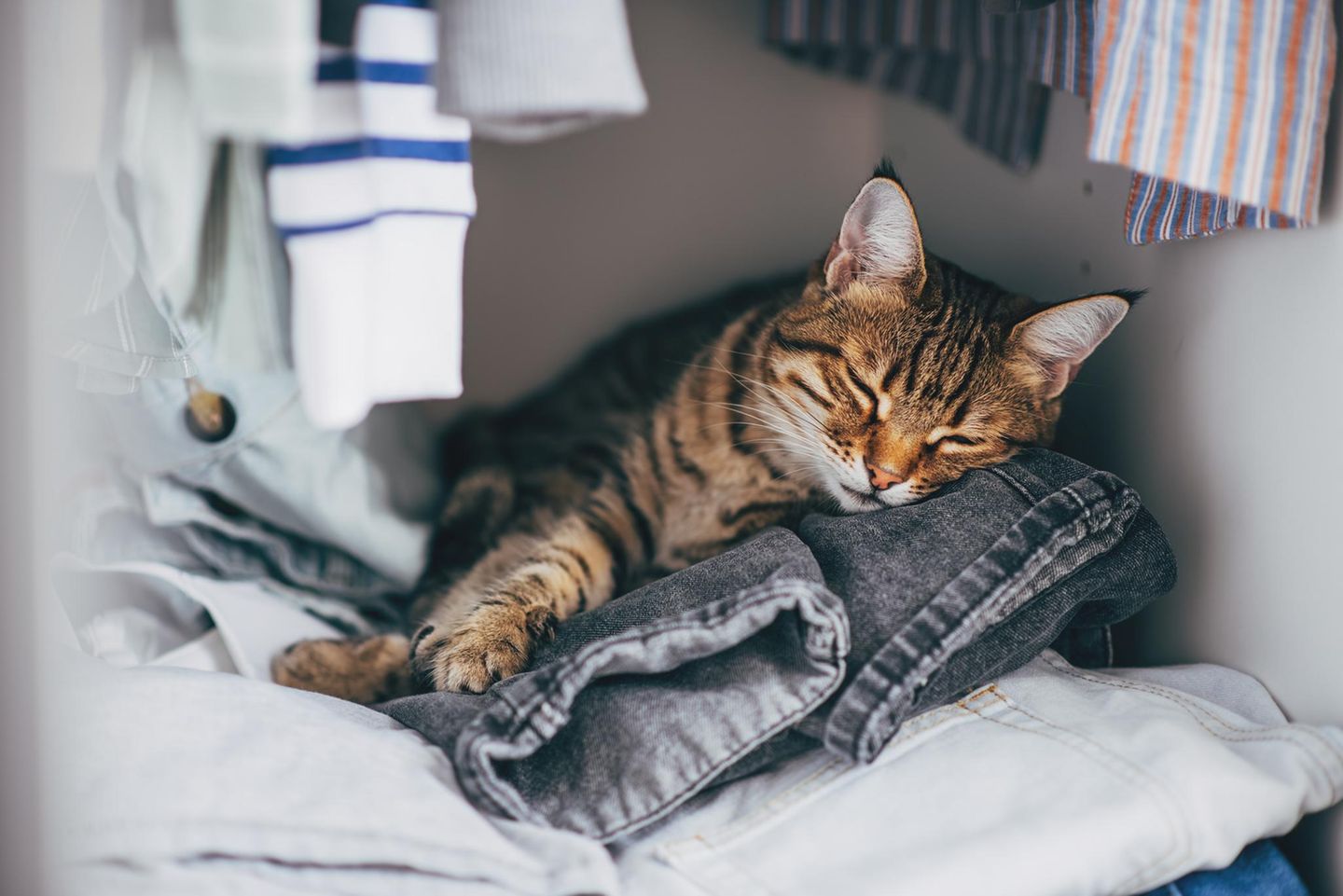 Gestreifte Katze schläft im Kleiderschrank