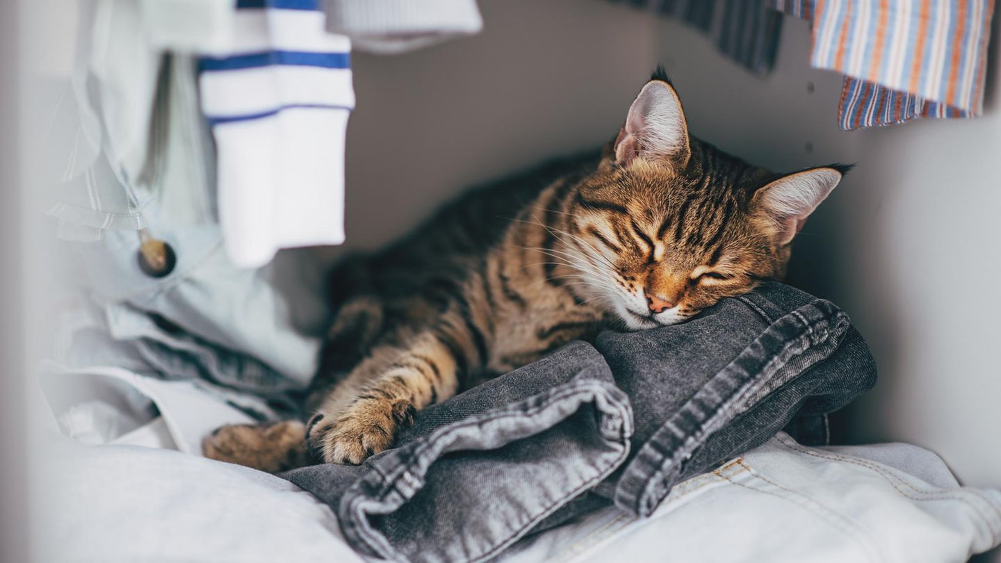 K-rperduft-Feines-N-schen-Katzen-erkennen-ihre-Besitzer-am-Geruch