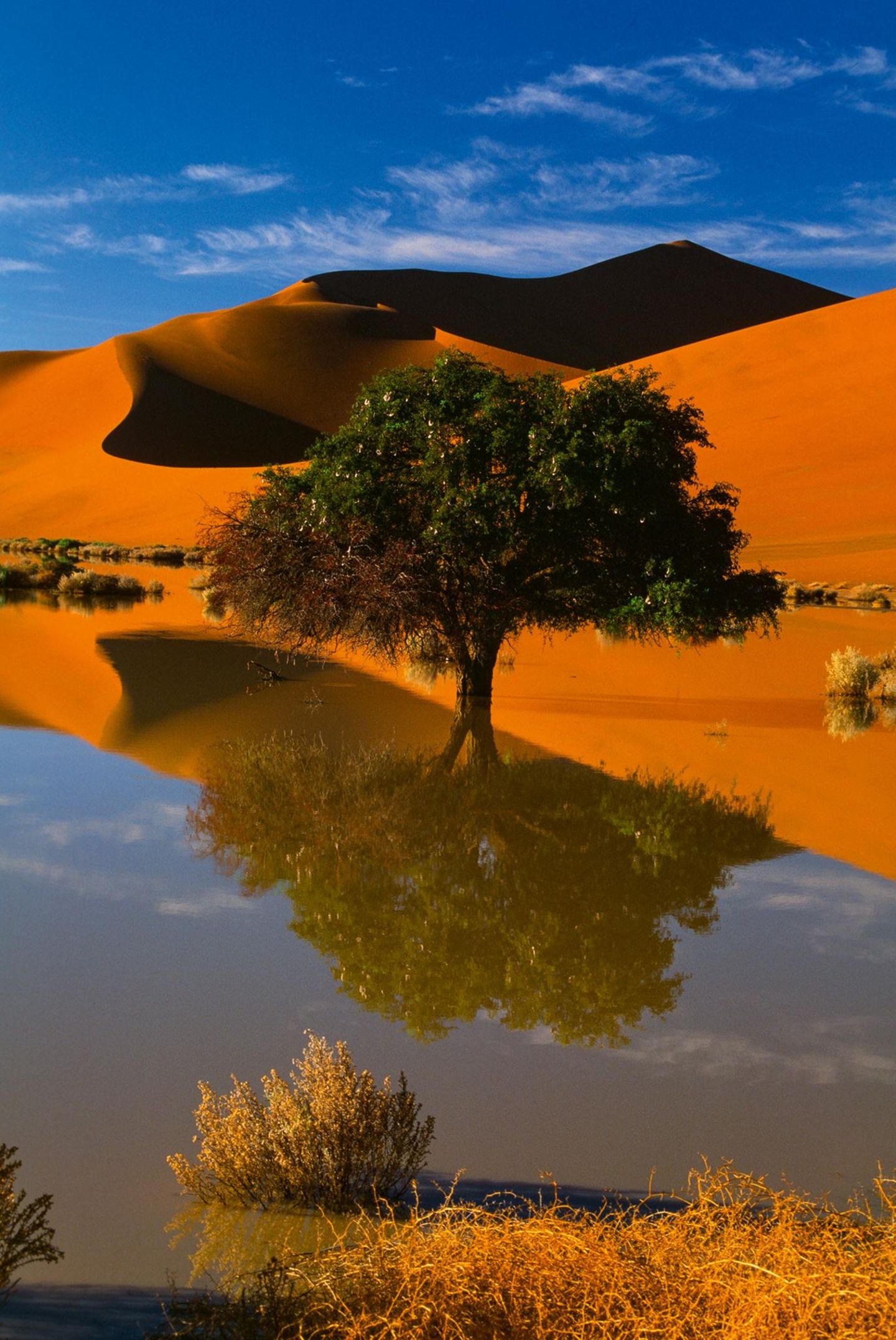Der Kameldornbaum, hier vor rot leuchtenden Dünen, ist ein Symbol der Resistenz gegen die unwirtlichen Bedingungen der Namib.