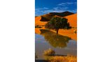 Der Kameldornbaum, hier vor rot leuchtenden Dünen, ist ein Symbol der Resistenz gegen die unwirtlichen Bedingungen der Namib.
