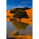 Der Kameldornbaum, hier vor rot leuchtenden Dünen, ist ein Symbol der Resistenz gegen die unwirtlichen Bedingungen der Namib.