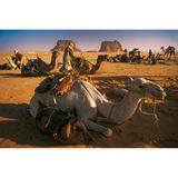 Im Herzen der Sahara liegt das Ennedi-Massiv, dessen weitläufige Landschaft aus Felsformationen, Schluchten und natürlichen Wasserbecken, den Gueltas, besteht. Hier leben die Tubu, ein nomadisches Wüstenvolk, das sich an die Bedingungen der kargen Landschaft angepasst hat. 