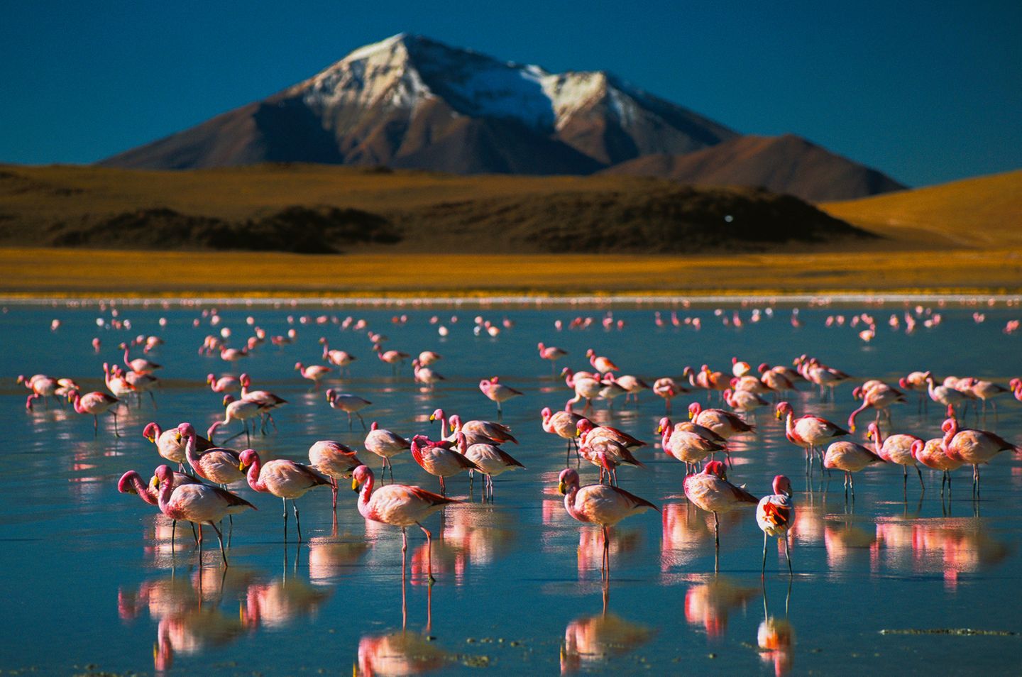 In den kargen Weiten der Atacama-Wüste schaffen flache Salzseen eine Oase für Flamingos. Von der lebensfeindlichen Wüstenlandschaft heben sich die bunten Tiere im Wasser kontrastreich ab.