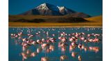In den kargen Weiten der Atacama-Wüste schaffen flache Salzseen eine Oase für Flamingos. Von der lebensfeindlichen Wüstenlandschaft heben sich die bunten Tiere im Wasser kontrastreich ab.