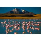 In den kargen Weiten der Atacama-Wüste schaffen flache Salzseen eine Oase für Flamingos. Von der lebensfeindlichen Wüstenlandschaft heben sich die bunten Tiere im Wasser kontrastreich ab.