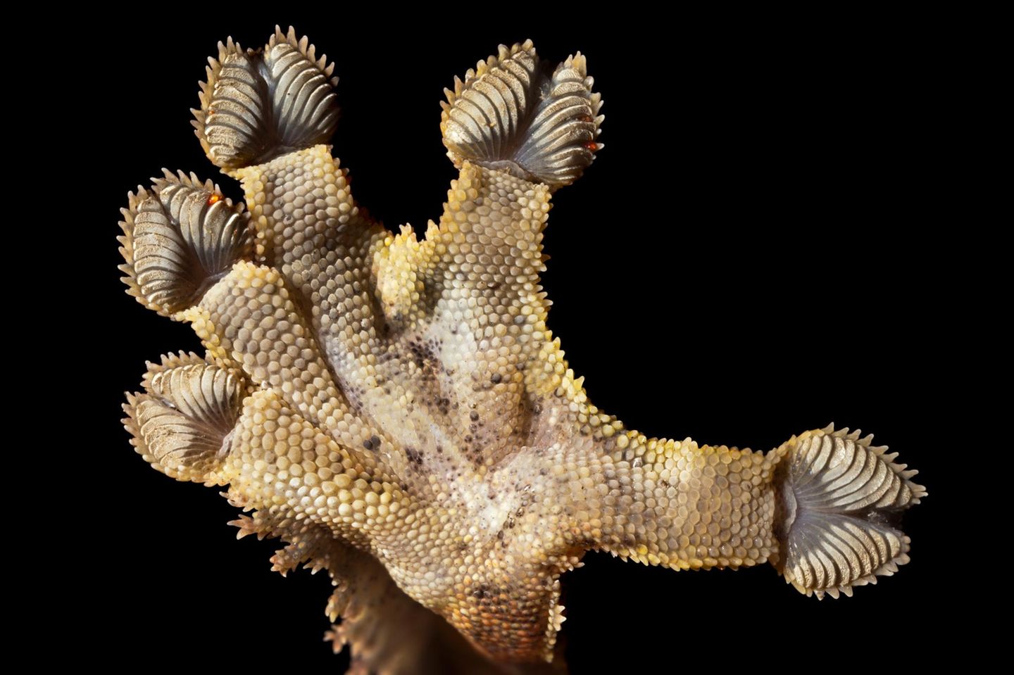 Was streckt sich mir hier entgegen? Close up von der Unterseite eines Geckofusses