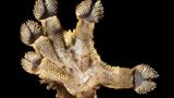 Close up von der Unterseite eines Geckofusses