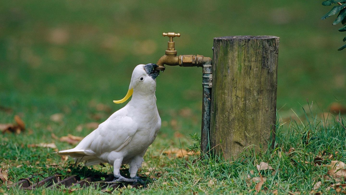 Tierverhalten-Schlaue-V-gel-Kakadus-zapfen-Trinkbrunnen-in-Sydney-an