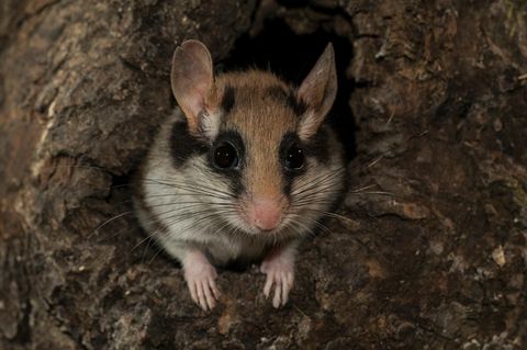 Gartenschläfer (Eliomys quercinus) schaut aus Baumhöhle in  Deutschland