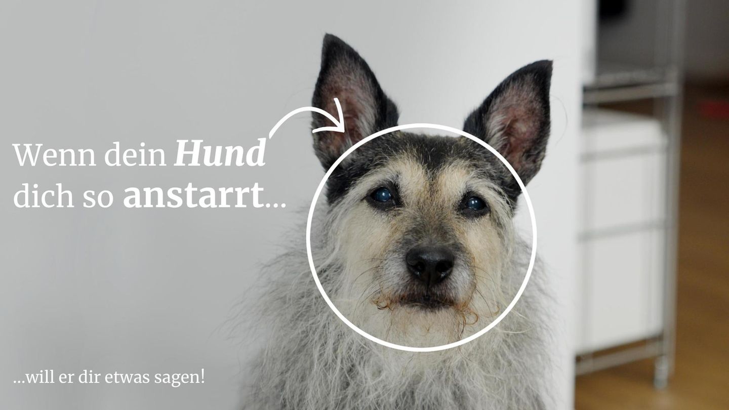 Mythos Hundeblick: Was Hunde uns mit Blicken sagen wollen - [GEO]