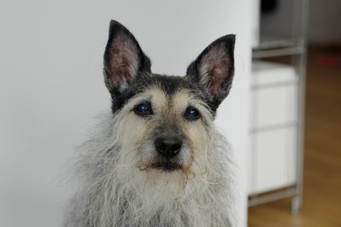 Hundeblick: Was Hunde uns mit ihren Blicken sagen wollen
