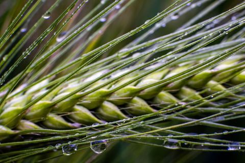 Dringend benötigt: Regen in der Landwirtschaft
