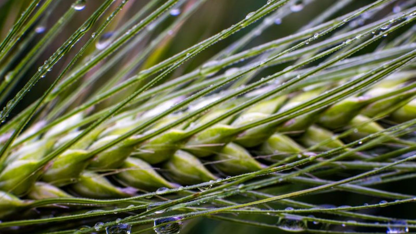 Hitzesommer-Lage-in-Deutschland-Was-bringt-der-Regen-nach-der-langen-D-rrephase-